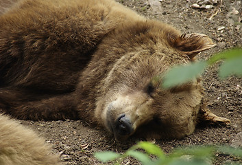 Image showing Brown Bear resting on the ground