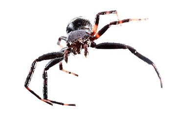 Image showing spider in white background