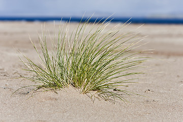 Image showing single hassock in sand