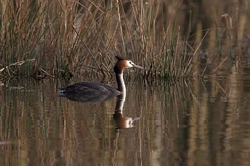 Image showing Great crested grebe before grass