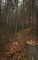 Image showing german forest in autumn