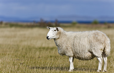 Image showing single sheep on grass in scottish highlands