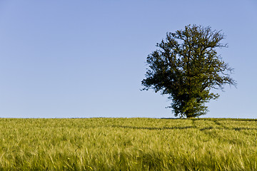 Image showing tree, blue sky and grainfield