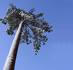 Image showing Big pine tree