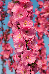 Image showing Sakura flowering