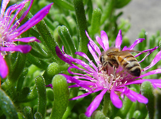 Image showing Bumble bee on a flower