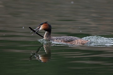 Image showing Great crested grebe with stick