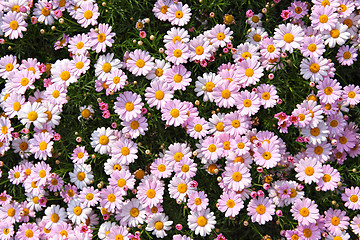 Image showing flower field