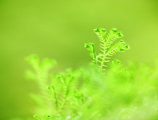 Image showing Green grass background