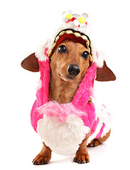 Image showing dachshund dog in chinese new year cloth