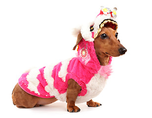 Image showing dachshund dog in chinese new year cloth