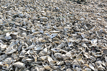 Image showing oyster shell