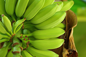 Image showing banana on tree