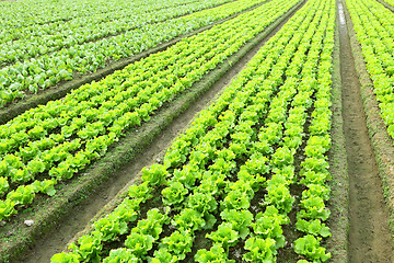 Image showing lettuce in field