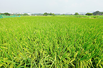 Image showing paddy rice field