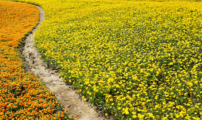 Image showing flower field