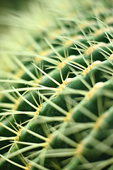 Image showing cactus close up