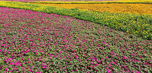 Image showing flower field