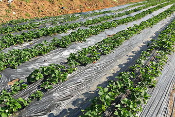 Image showing farm field