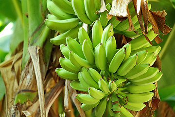 Image showing banana on tree