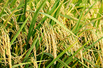 Image showing rice plant