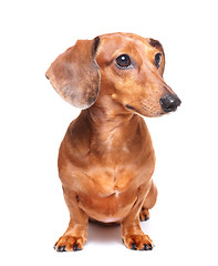 Image showing dachshund dog