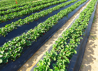 Image showing farm field