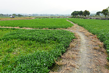 Image showing path in country side
