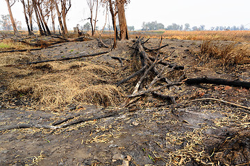 Image showing forest after fire burn