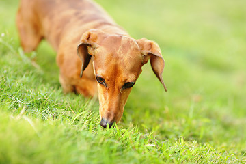 Image showing dachshund dog