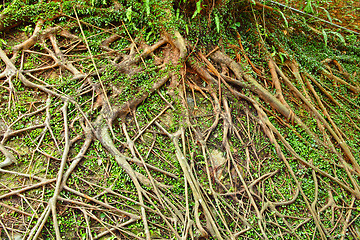 Image showing Tree roots