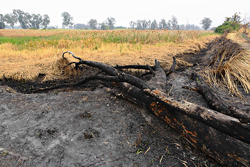 Image showing forest after fire burn