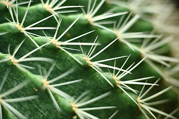 Image showing cactus close up