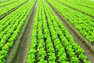 Image showing lettuce in field