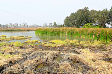 Image showing Wetland