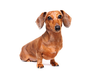 Image showing dachshund dog