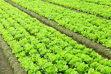 Image showing lettuce in field