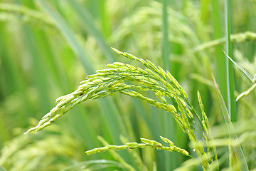 Image showing Close up of green paddy rice plant