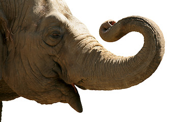 Image showing Elephant head isolated