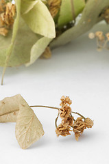 Image showing Dried lime blossom 