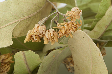 Image showing Dried lime blossom 