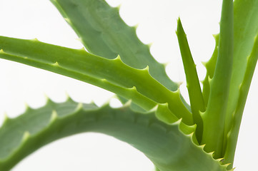 Image showing Aloe Vera