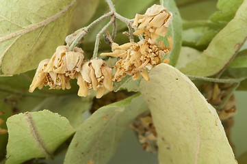 Image showing Dried lime blossom 