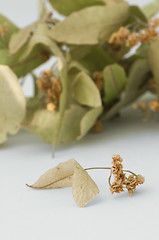 Image showing Dried lime blossom 