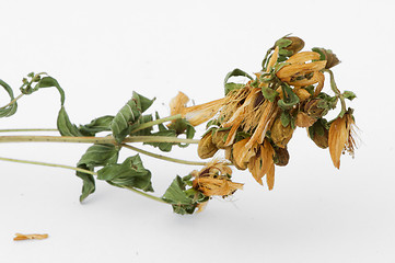 Image showing Dried herbs Hypericum perforatum