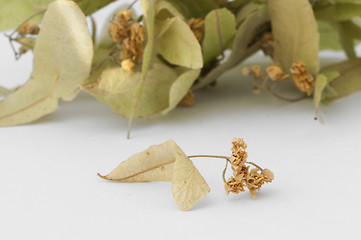 Image showing Dried lime blossom 