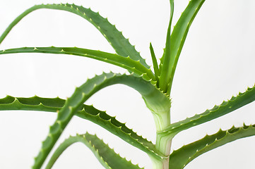 Image showing Aloe Vera