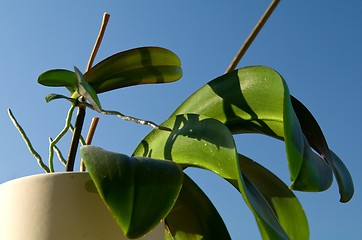 Image showing Keiki of Phalaenopsis