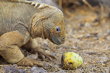 Image showing Galapagos land iguana