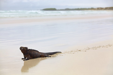 Image showing Galapagos marine Iguana